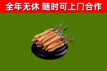 芦淞回收冬虫夏草